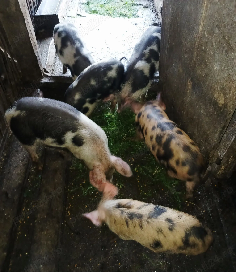 Vand purceii de 3 luni, 400 ron bucata, comuna Sichevita  Vand purceii de 3 luni, 400 ron bucata, comuna Sichevita