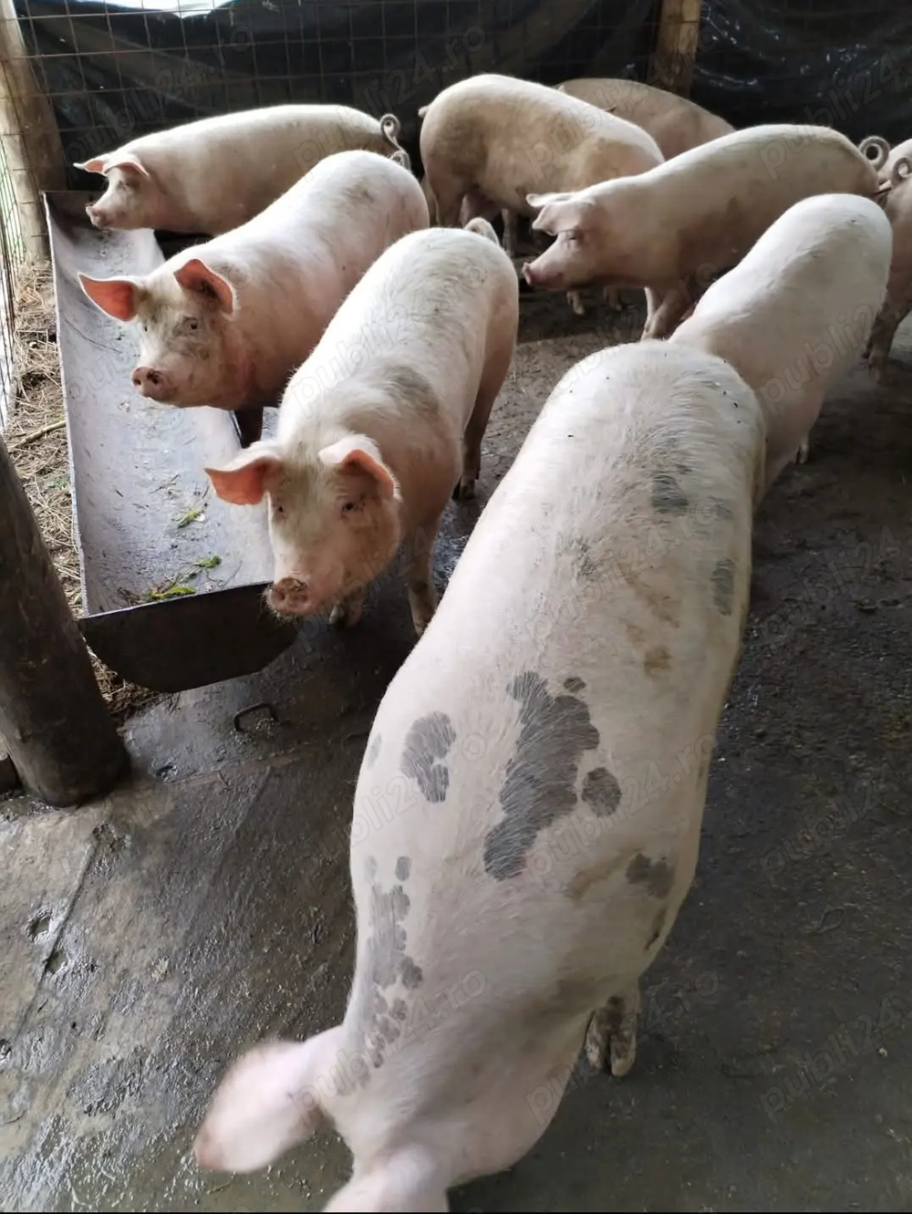 Vand porci de la 100 kg la 300 kg