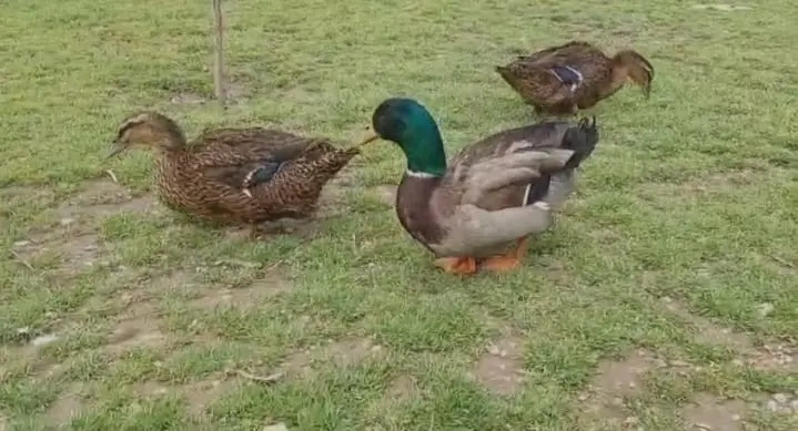 Rouen rasa originala rate si ratoi