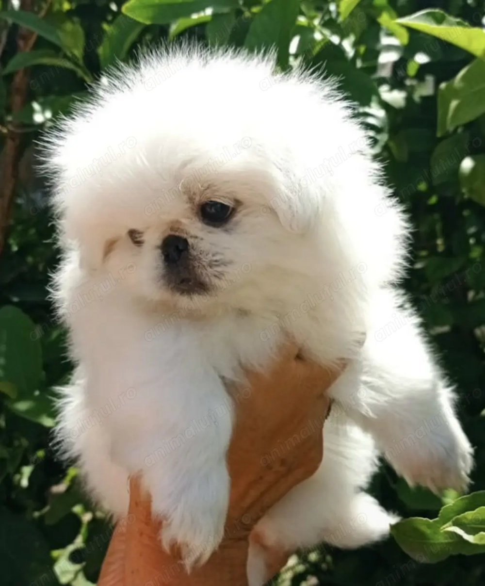 Bichon fetița 500 lei