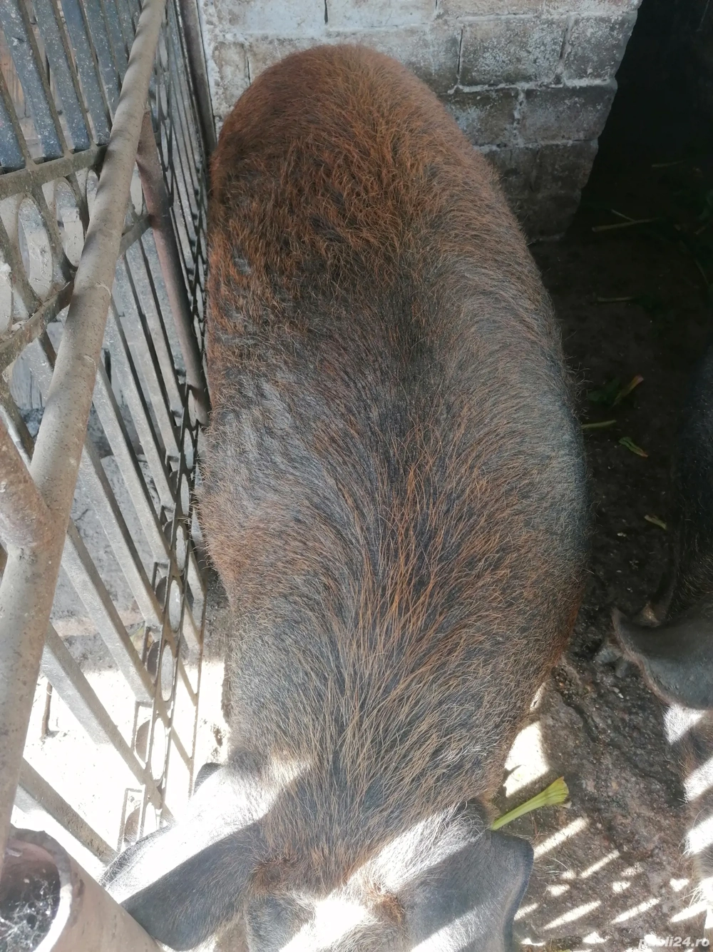 Porc de vanzare Porc de vanzare