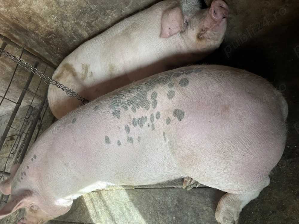 Porc pentru sacrificat Porc pentru sacrificat