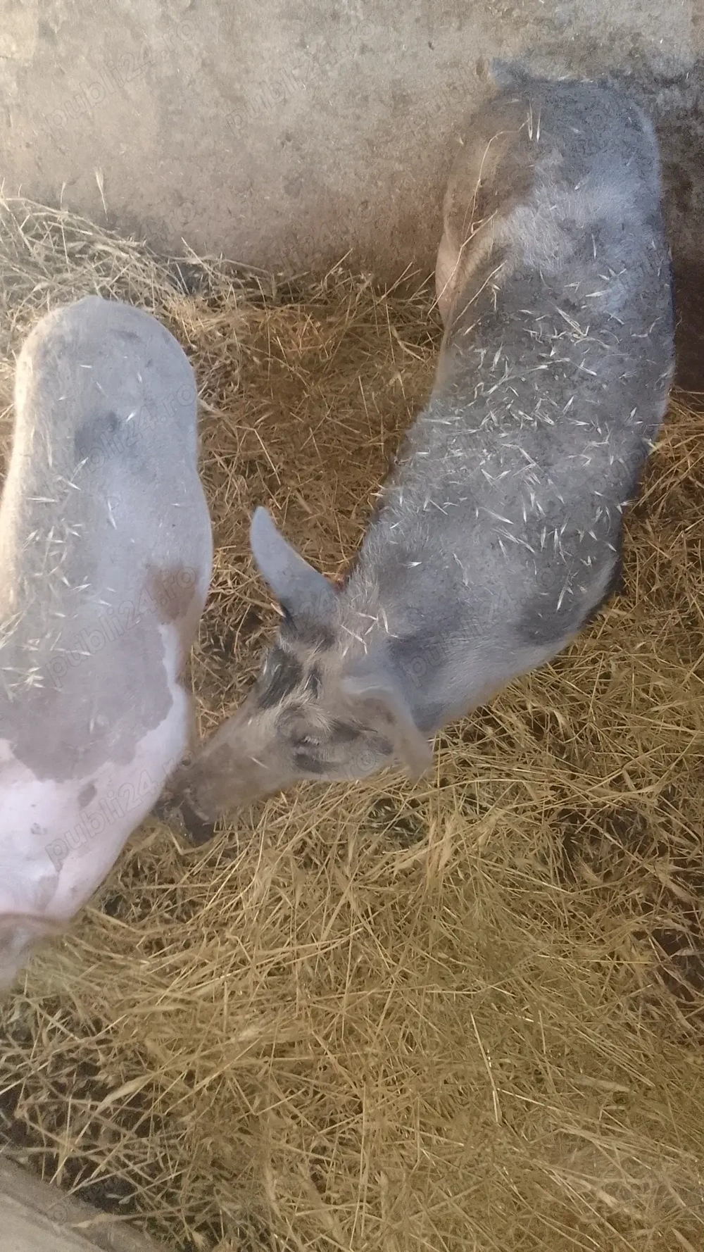 Purcei de rasă  Purcei de rasă