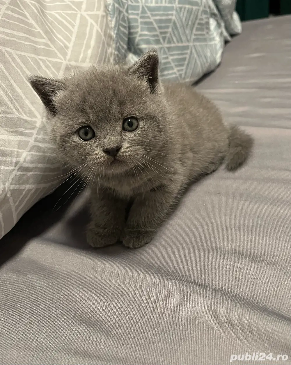 De vanzare De vanzare