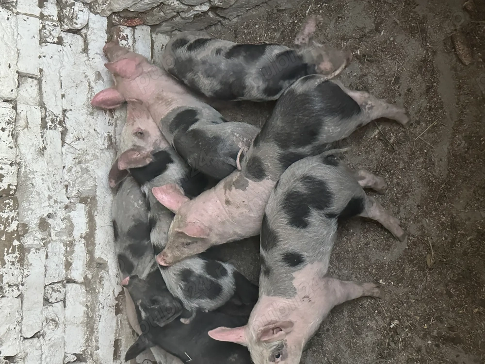 Purcei foarte frumoși 