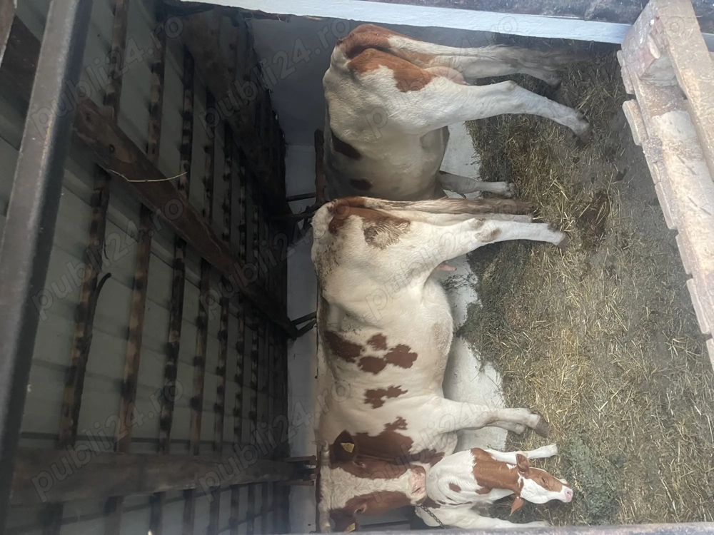 Vând o vacă și o junincă !