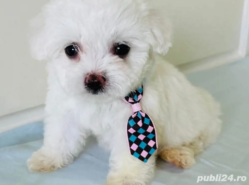 Vand bishon miny toy 6 saptamani baietel