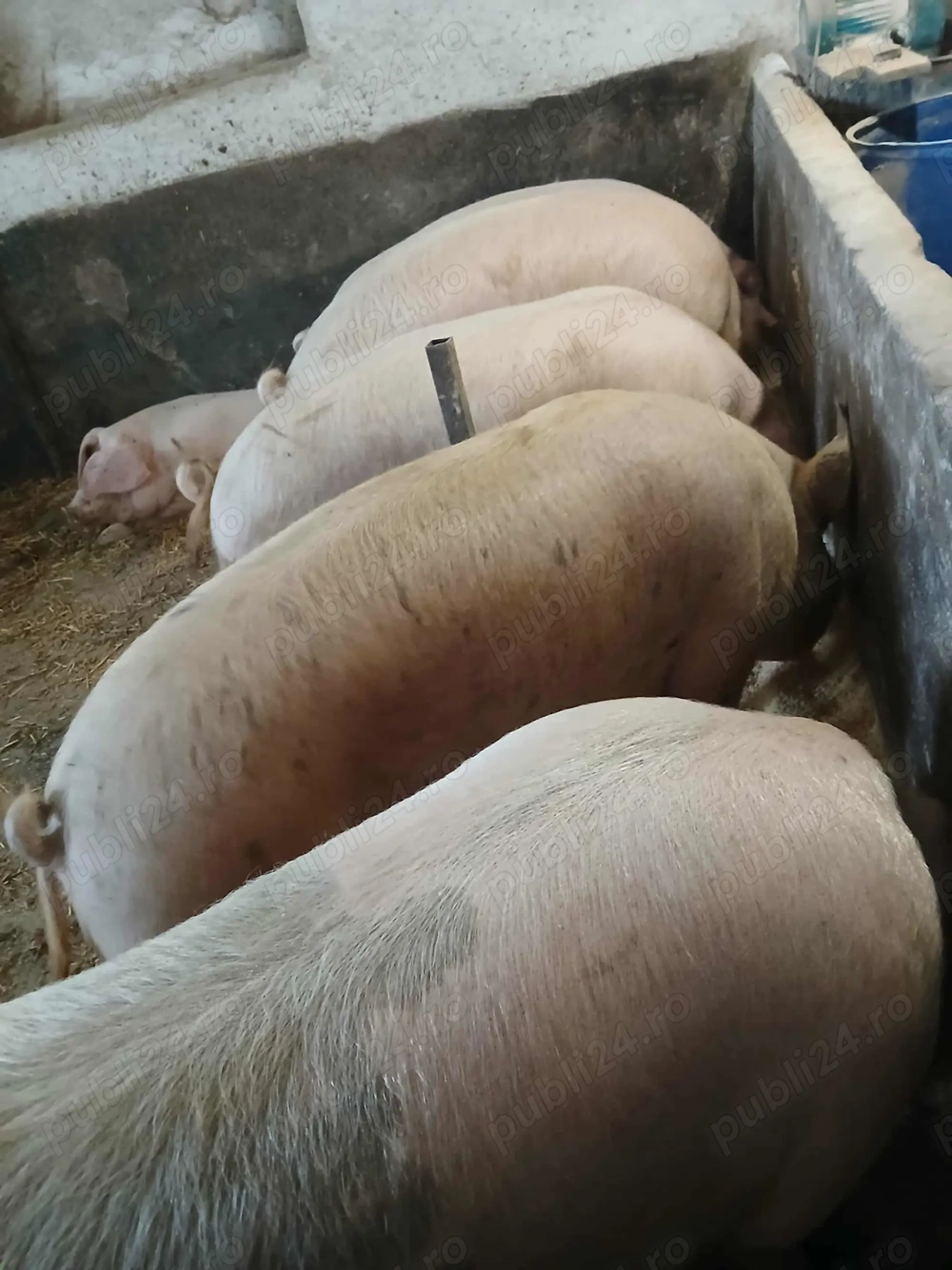 Porci de vanzare, crescuti natural, posibilitatea taieri la domiciliu!