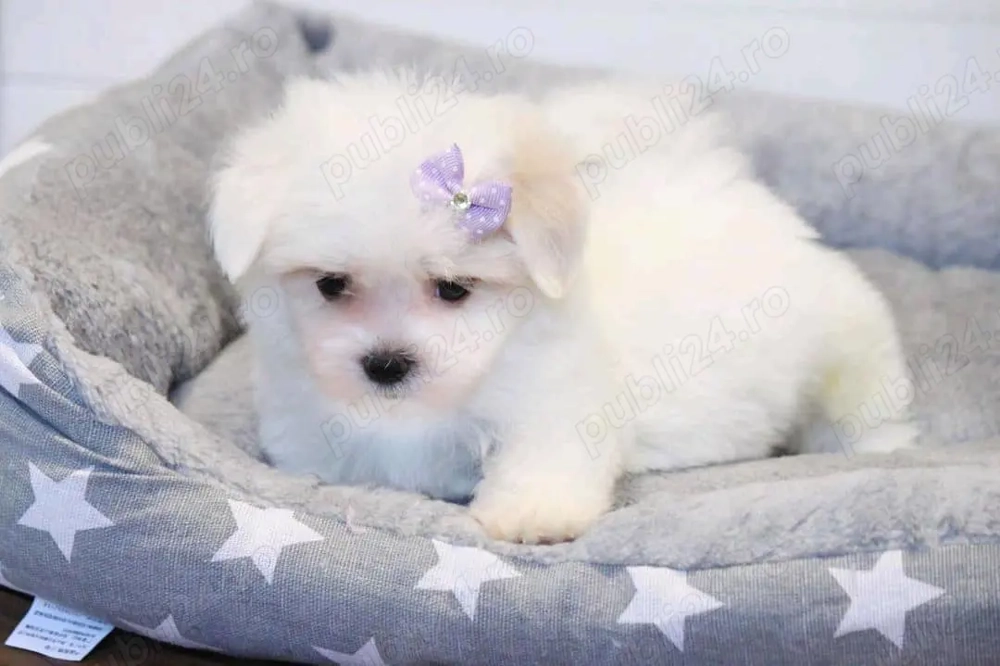 Pui  maltez mini toy