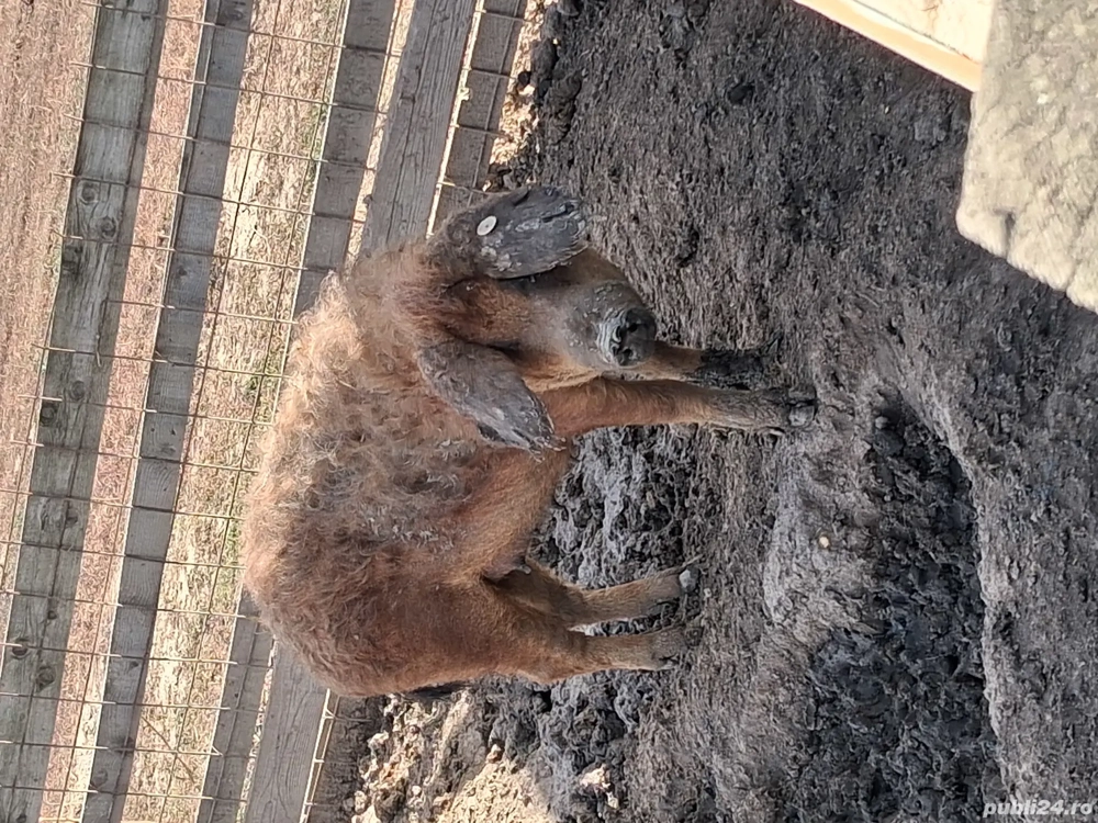 Scrofițe mangalița 