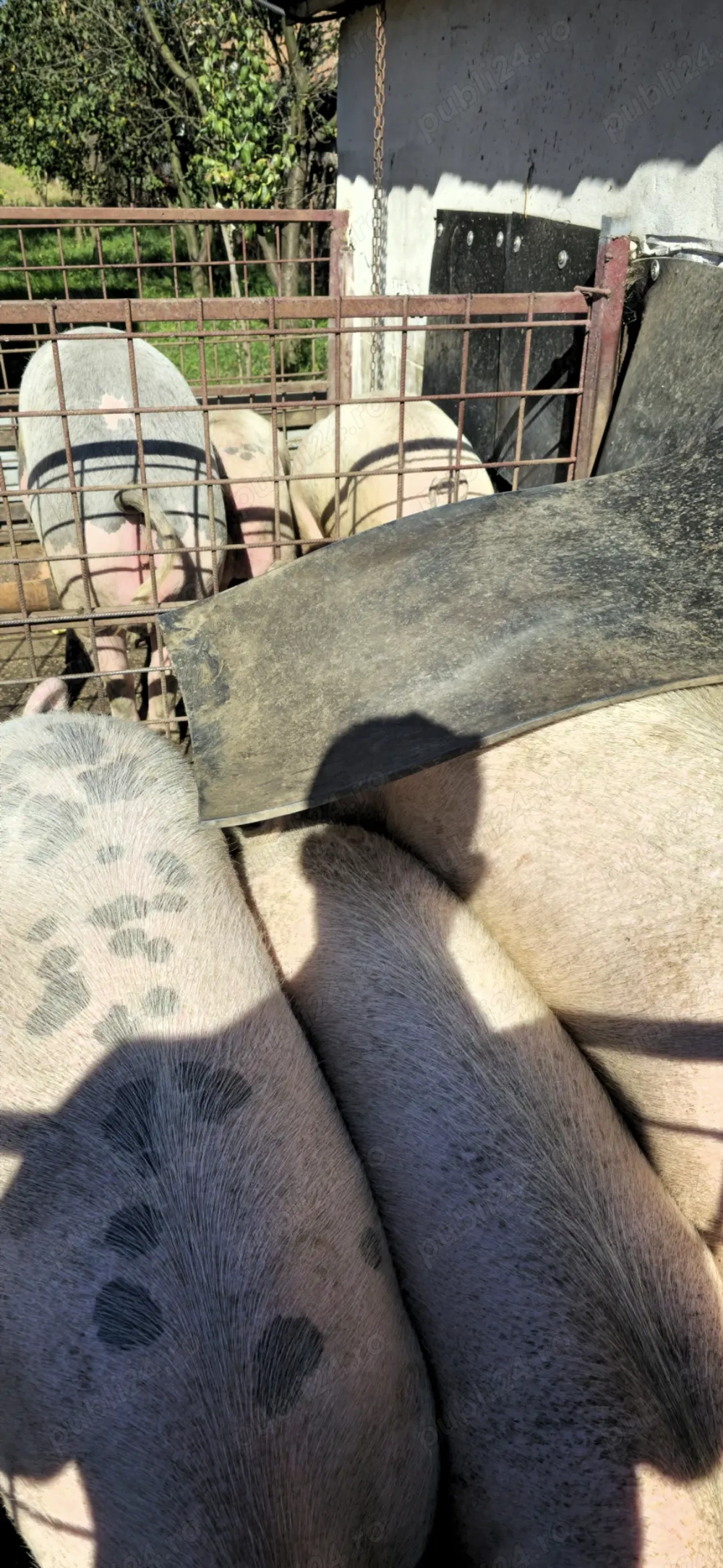 Vând porci bucerdea granoasa 