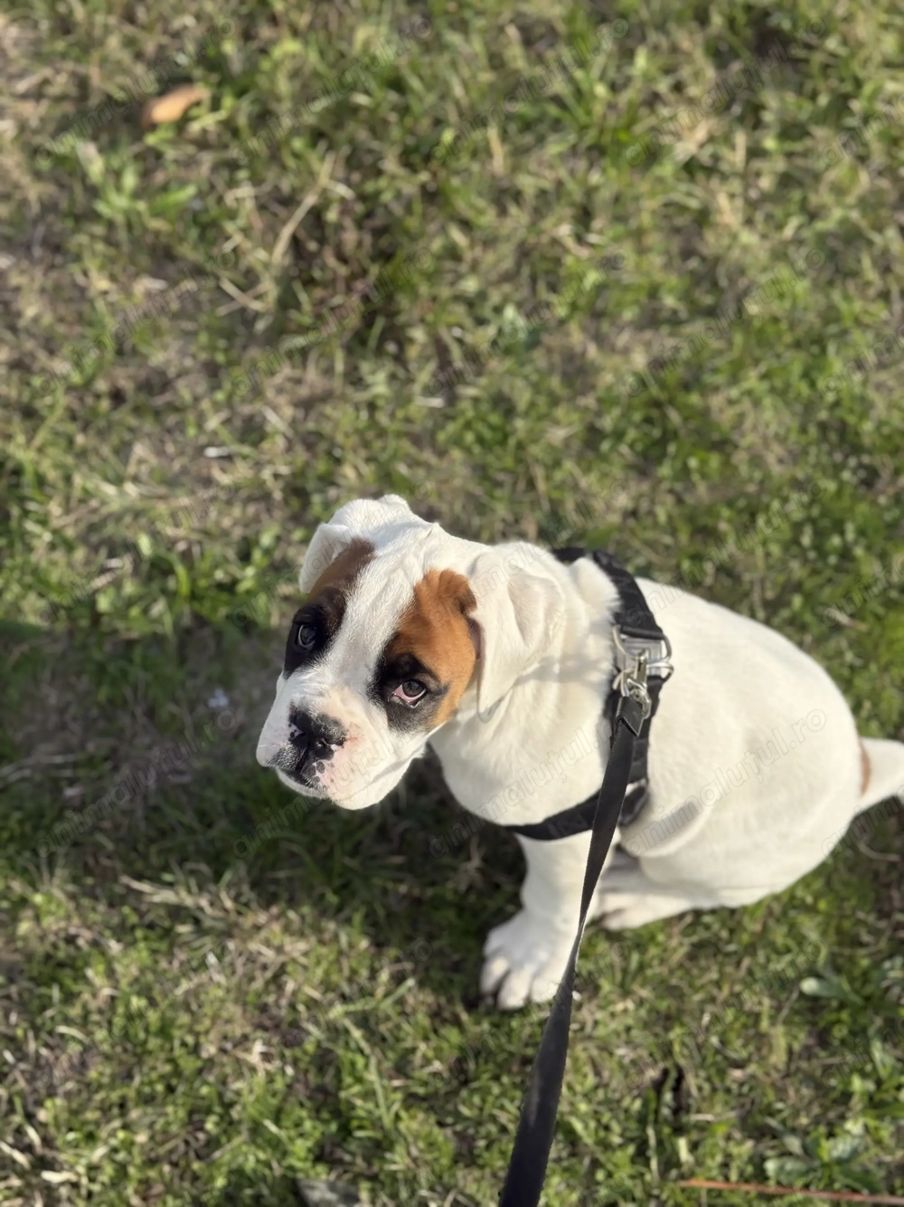 Vând boxer german femela