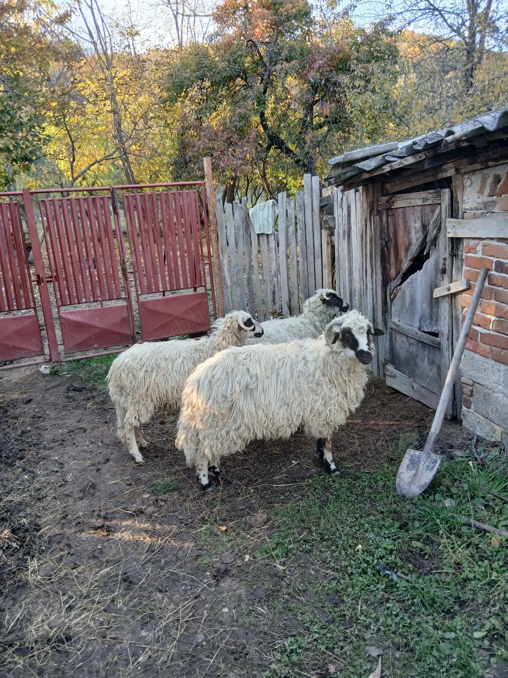 Vand  2 oi si 3 berbecuti 