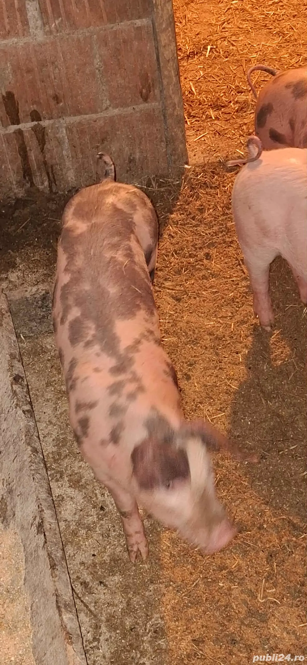 Vând purceii rasa Pietrean crescuti bio  Vând purceii rasa Pietrean crescuti bio