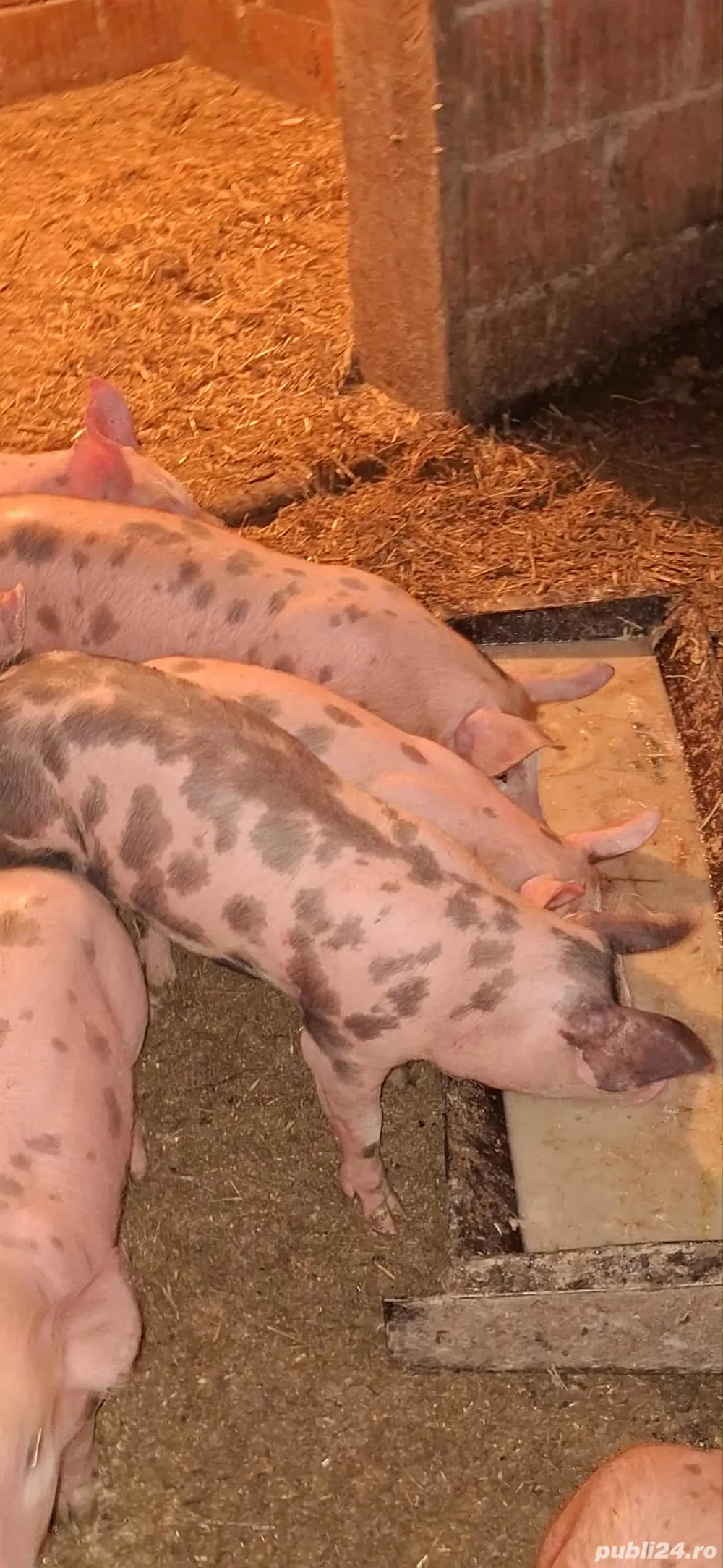 Vând purcei rasa Pietrean!