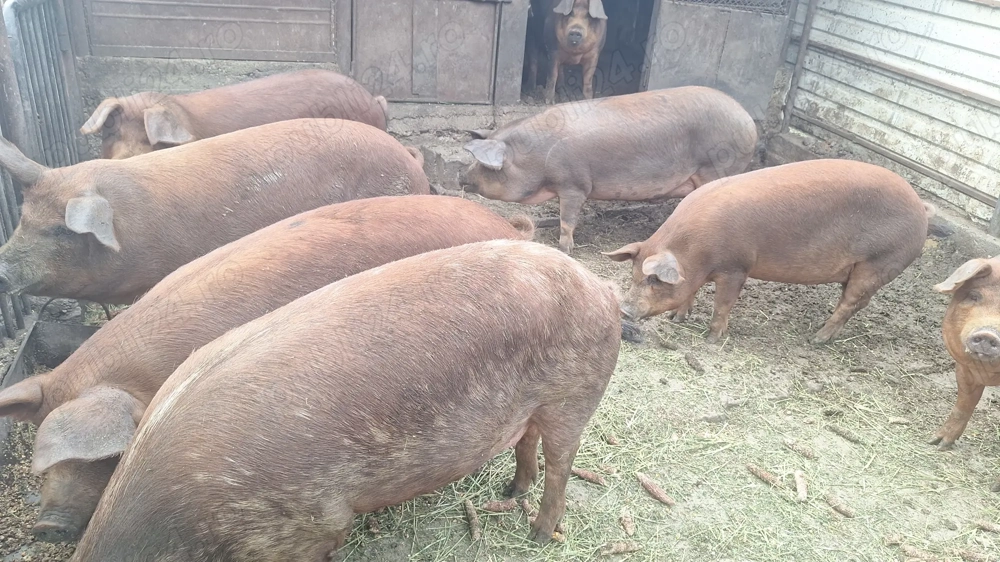 Porc de vanzare Porc de vanzare