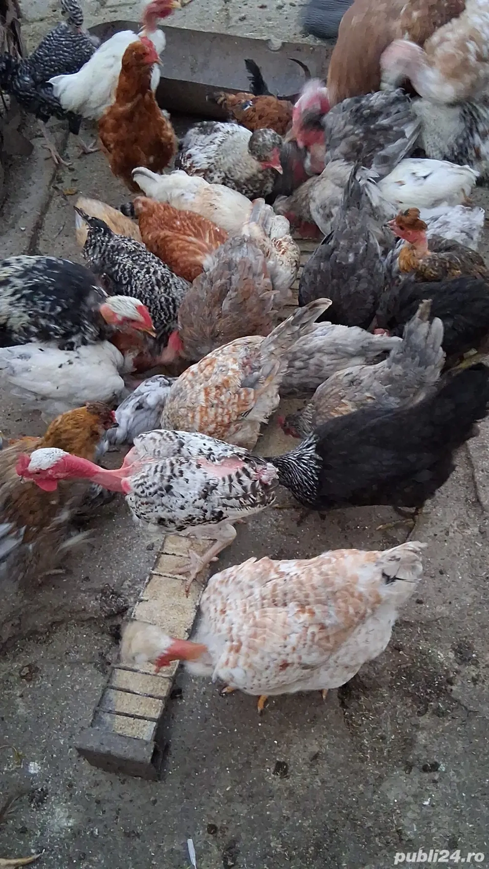 Găini,puicuțe și cocoșei