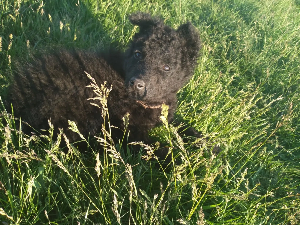 Vând căței de întors oile Vând căței de întors oile