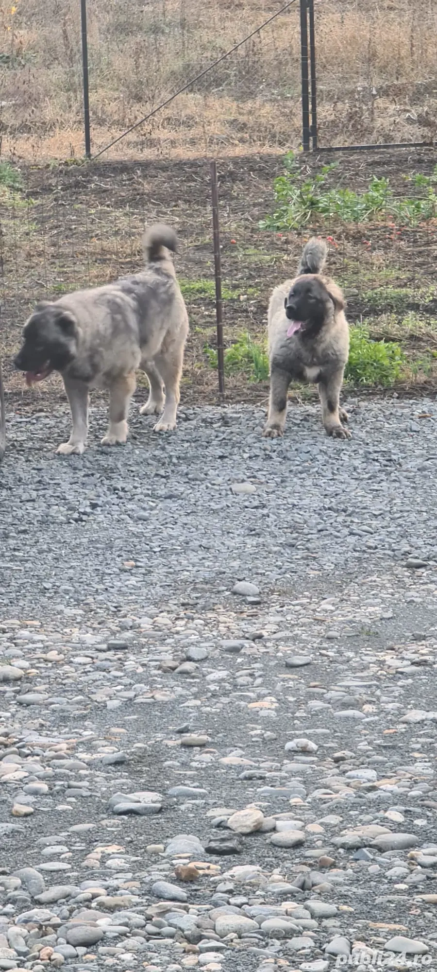 Cățel ciobănesc carpatin  Cățel ciobănesc carpatin