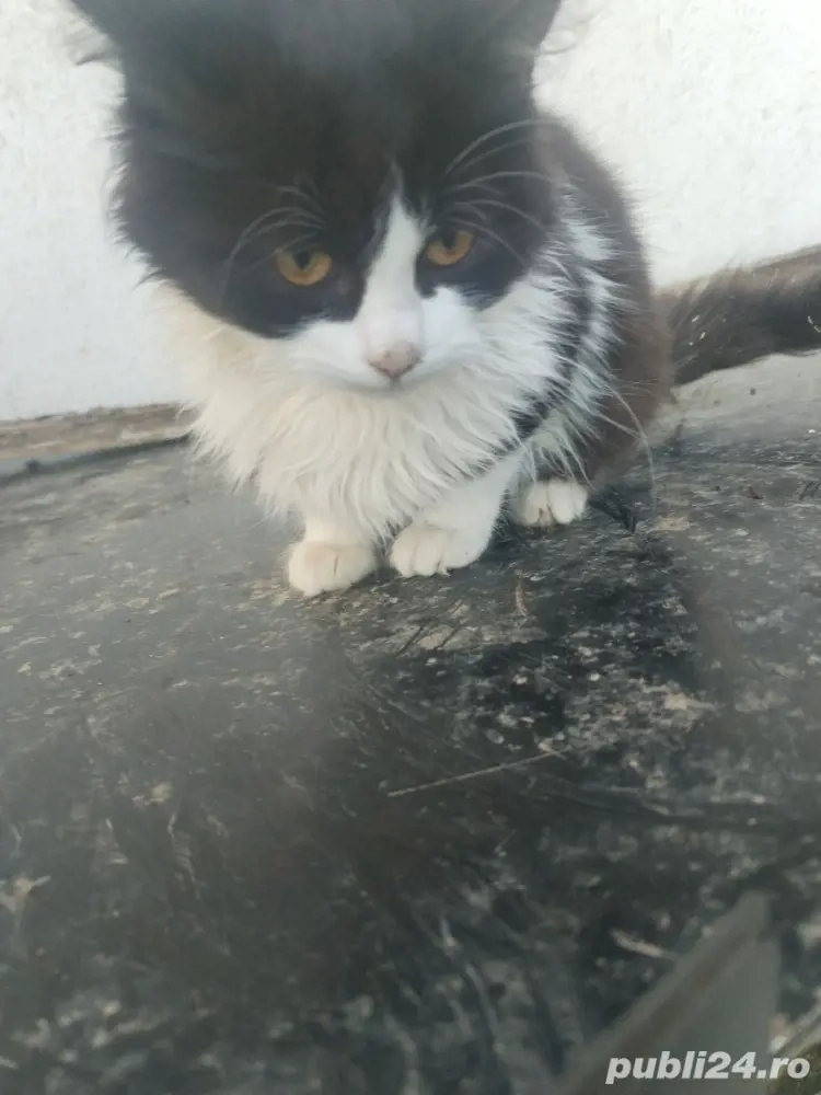 pisoi britisch  pisoi britisch