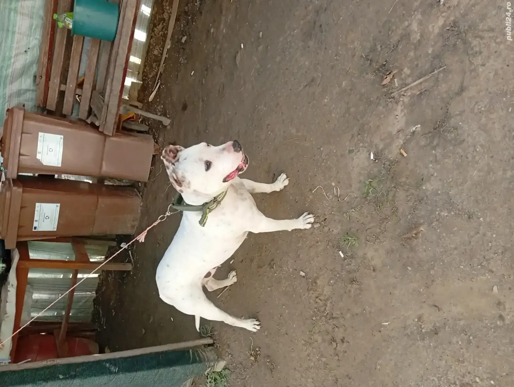 cățea Amstaff  cățea Amstaff