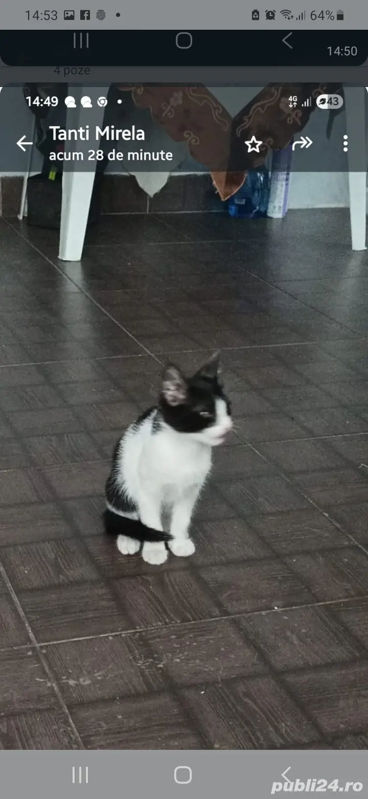 pisicute ,curate si inteligente!