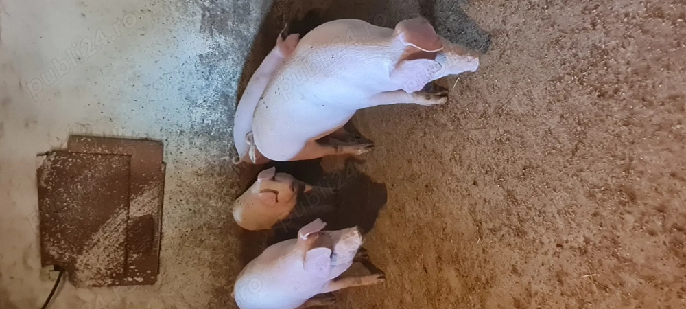 Porci de tara 60-80kg Porci de tara 60-80kg