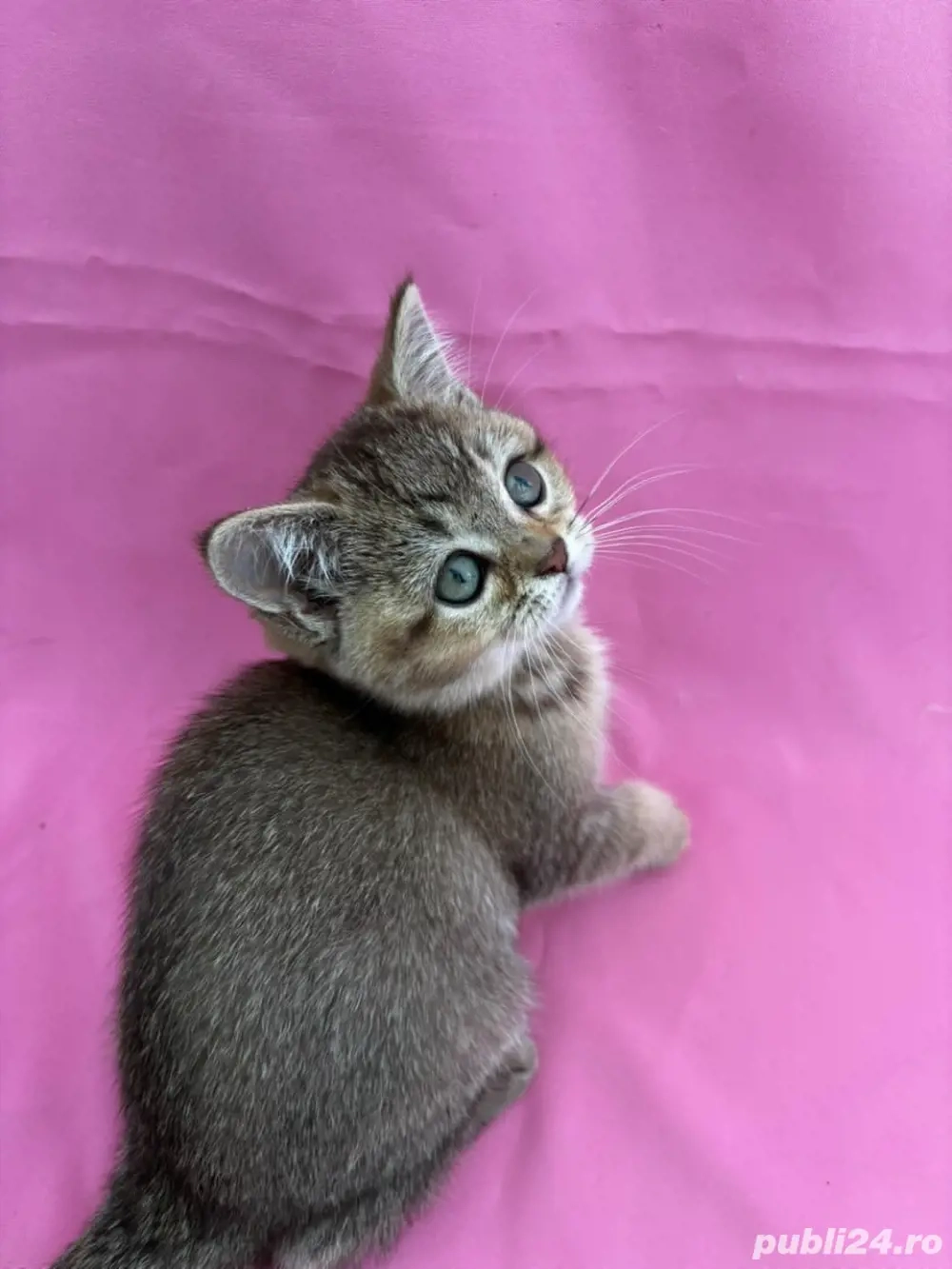 british shorthair british shorthair