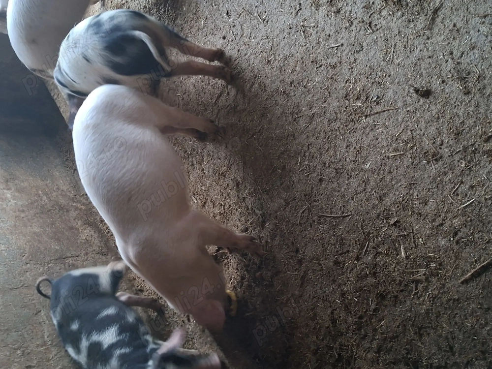 Purcei disponibili au 3 luni.  Purcei disponibili au 3 luni.