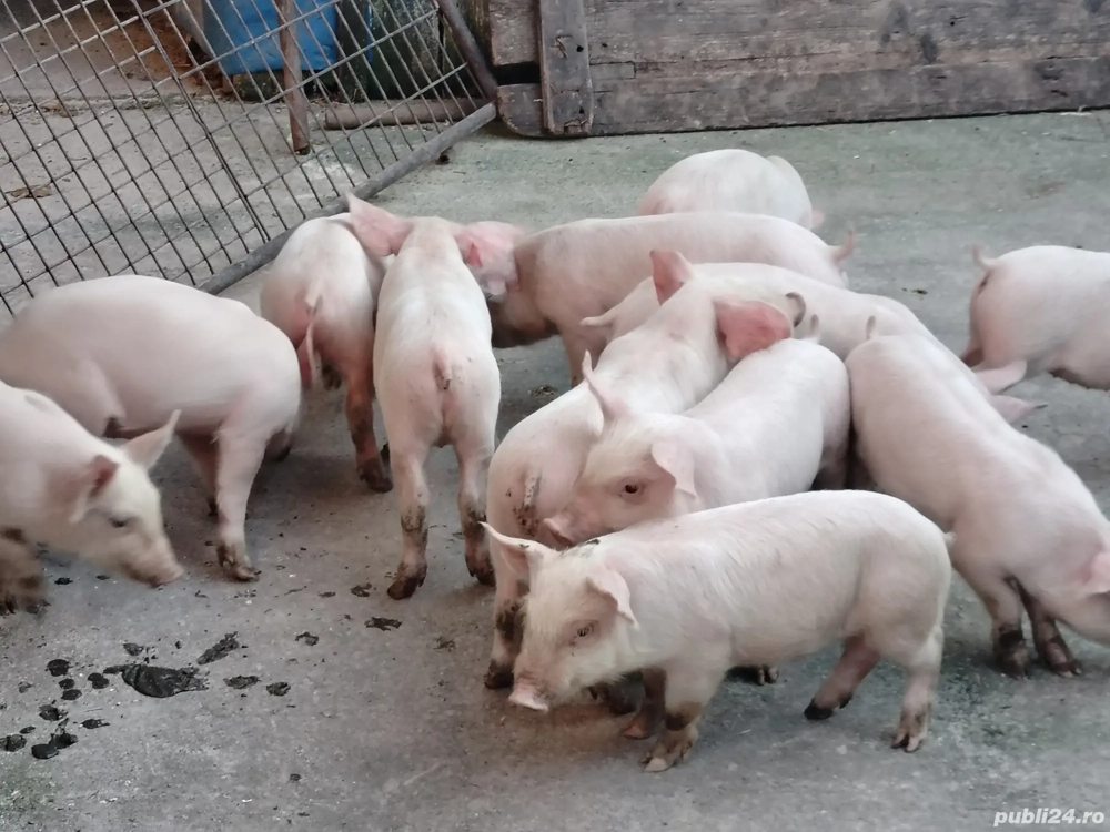 Vând purcei rasa pic Vând purcei rasa pic