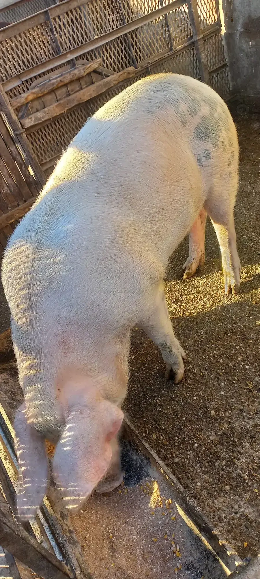  Porci de Țară pentru Crăciun crescuți cu cereale 17 Lei . Kg Com Lița Teleorman