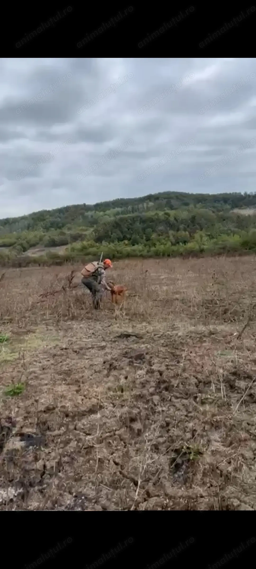 Mascul Viszla Maghiara