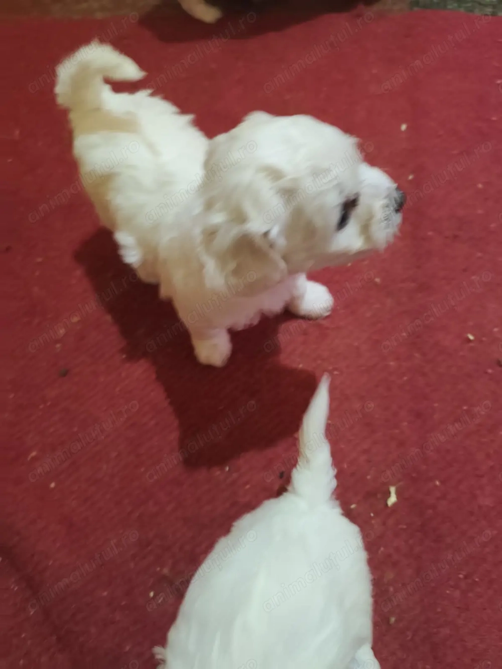 Bishon frese 5 săptămâni Bishon frese 5 săptămâni