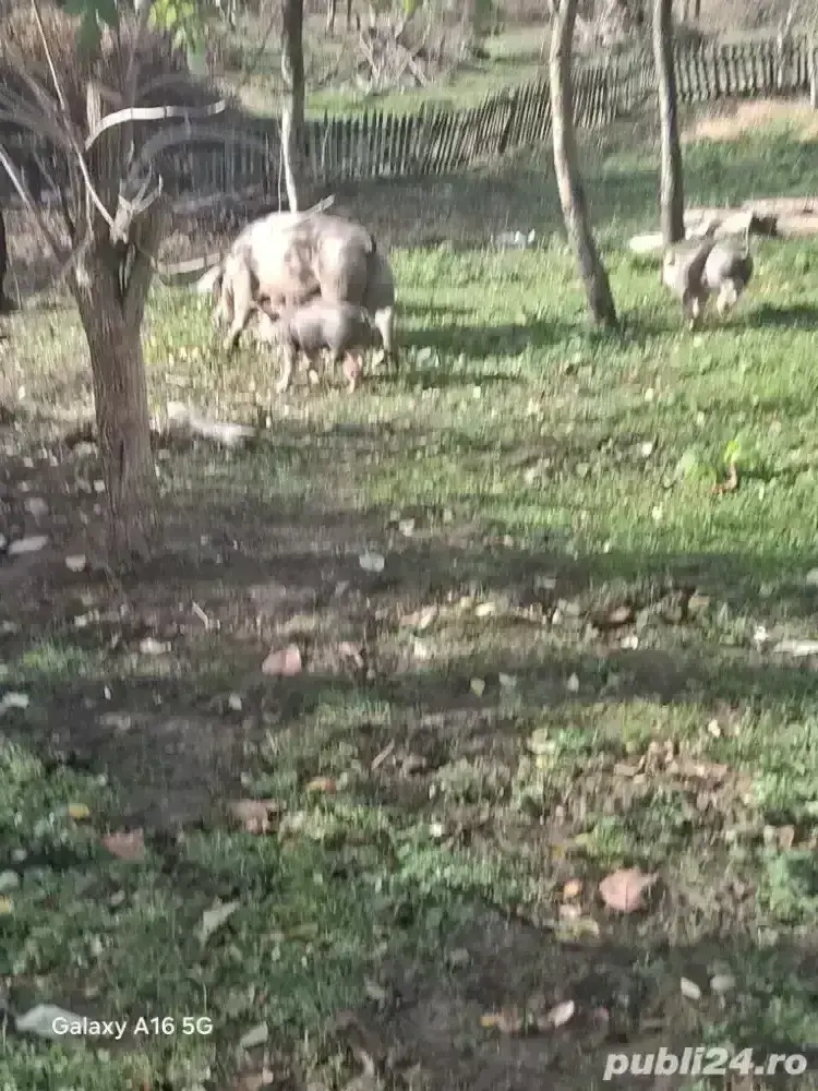 disponibili masculi 2 si 2 femele disponibili masculi 2 si 2 femele