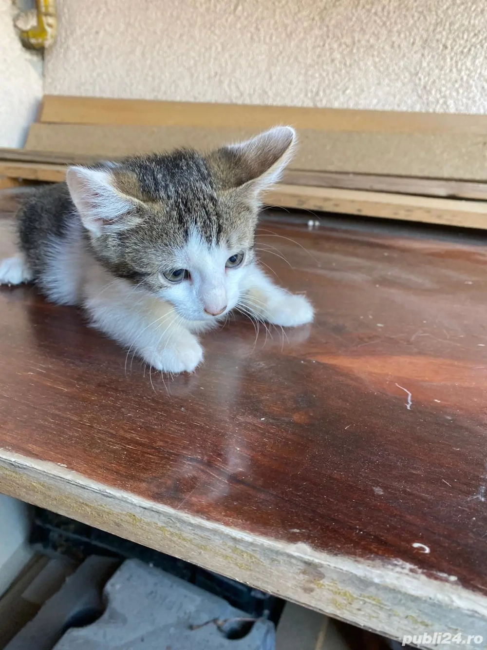 4 pisicuti spre adoptie