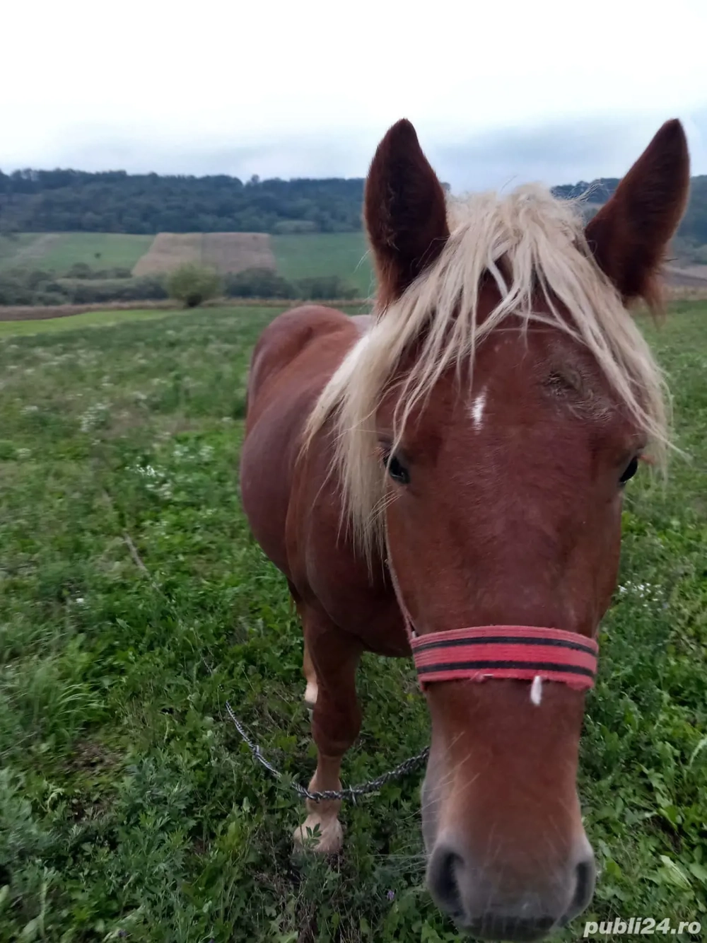 Cal de 2 ani jumatate