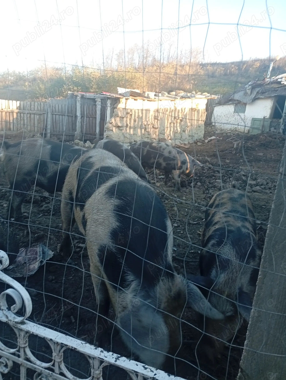 Vând porci de rasa crescuți natural