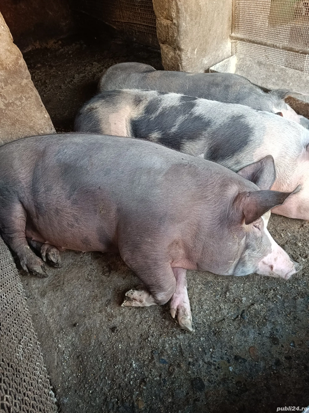 Vand porci pt. sacrificat!