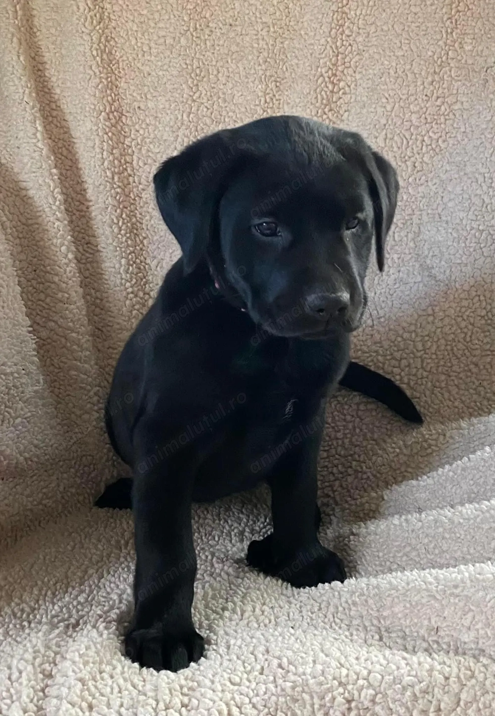 Labrador retriever mascul și femela