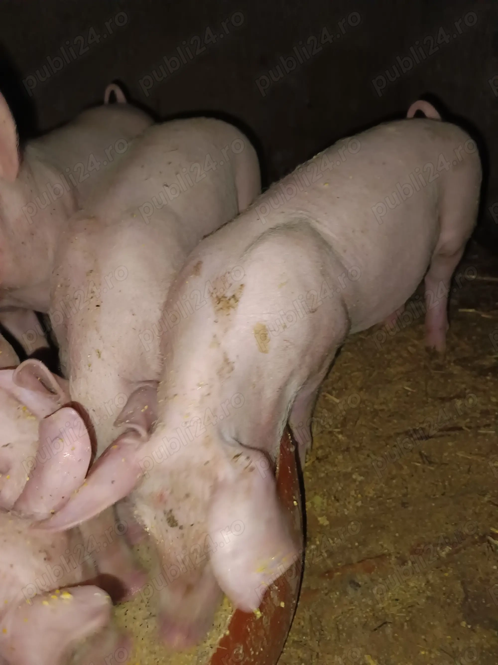 Vând purceiRezultat din încrucișare scroafa Landras cu marele alb și vierul marele alb cu pietrean B