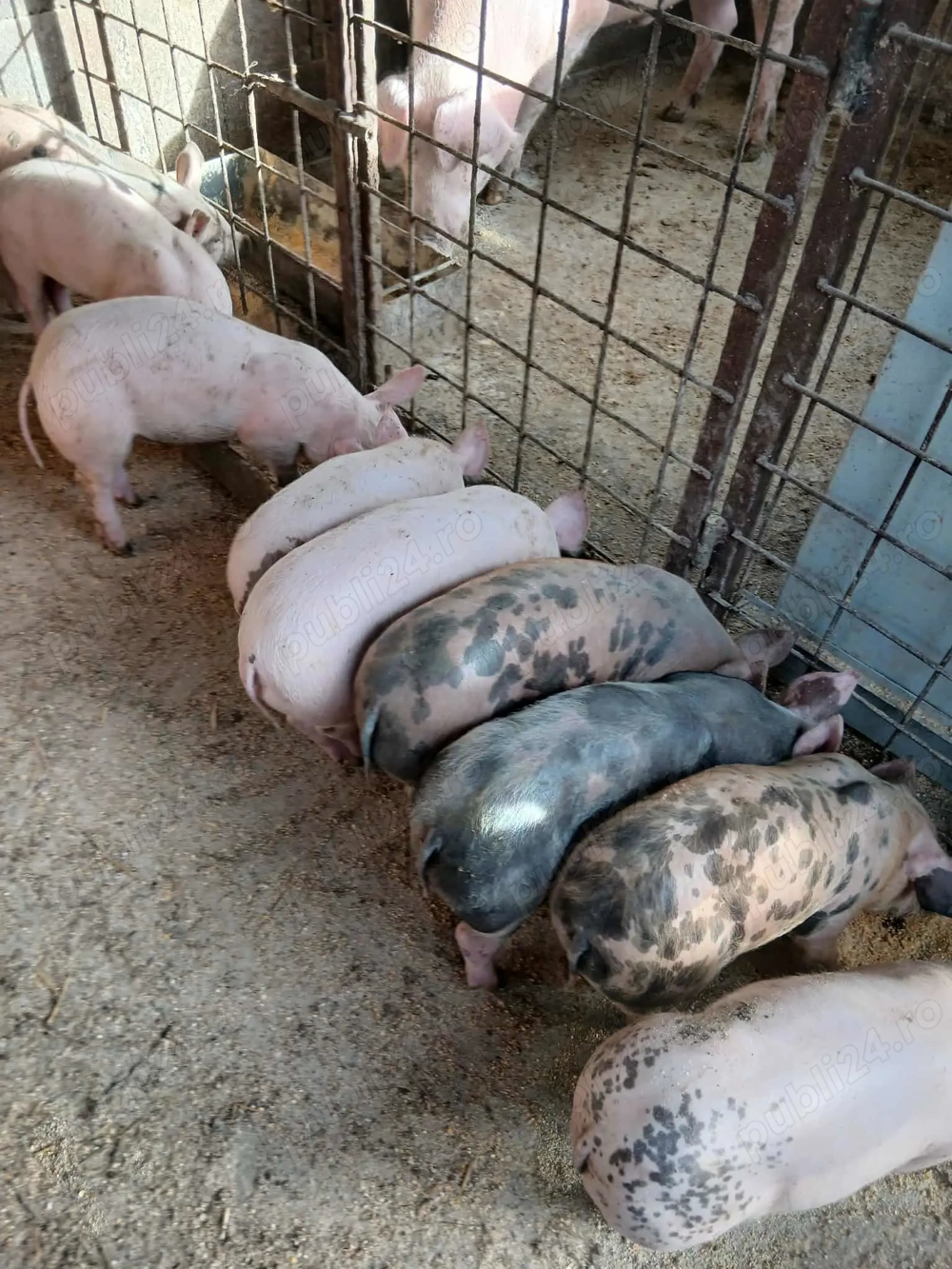 Purcei  8 săptămâni 