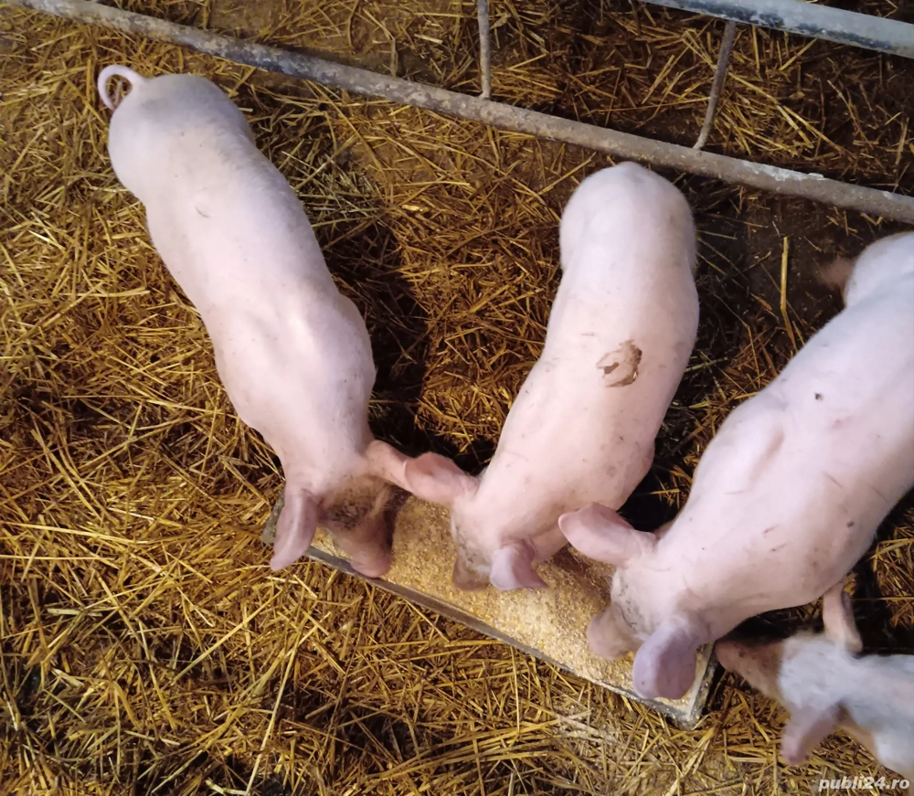 vând purcei Landrace