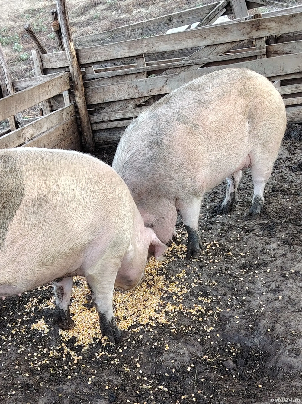 Porci tineri crescuți tradițional 