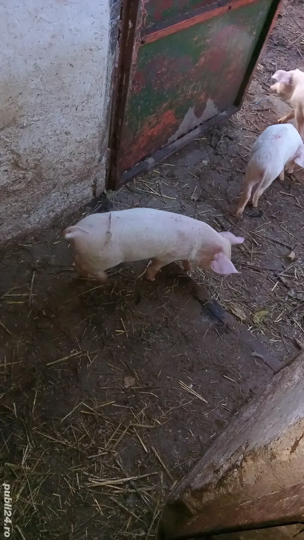 vănd sau schimb  purcei vănd sau schimb  purcei