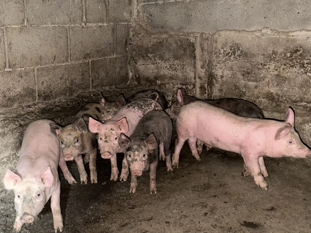 Vand purcei rasa petrean