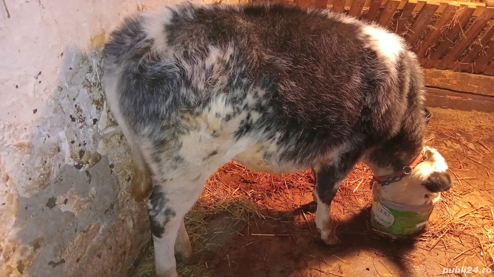 schimb junicuță  albastru Belgian 