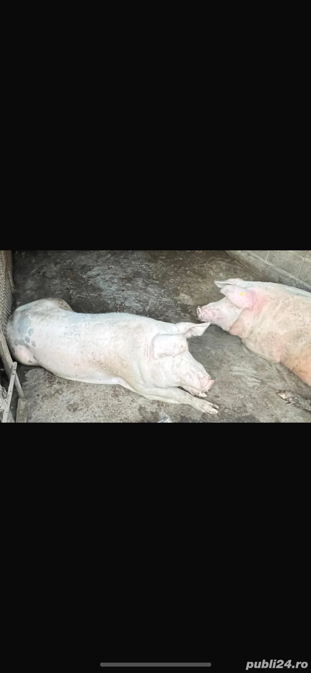 Porci 16 Lei kg Valea Stanciului