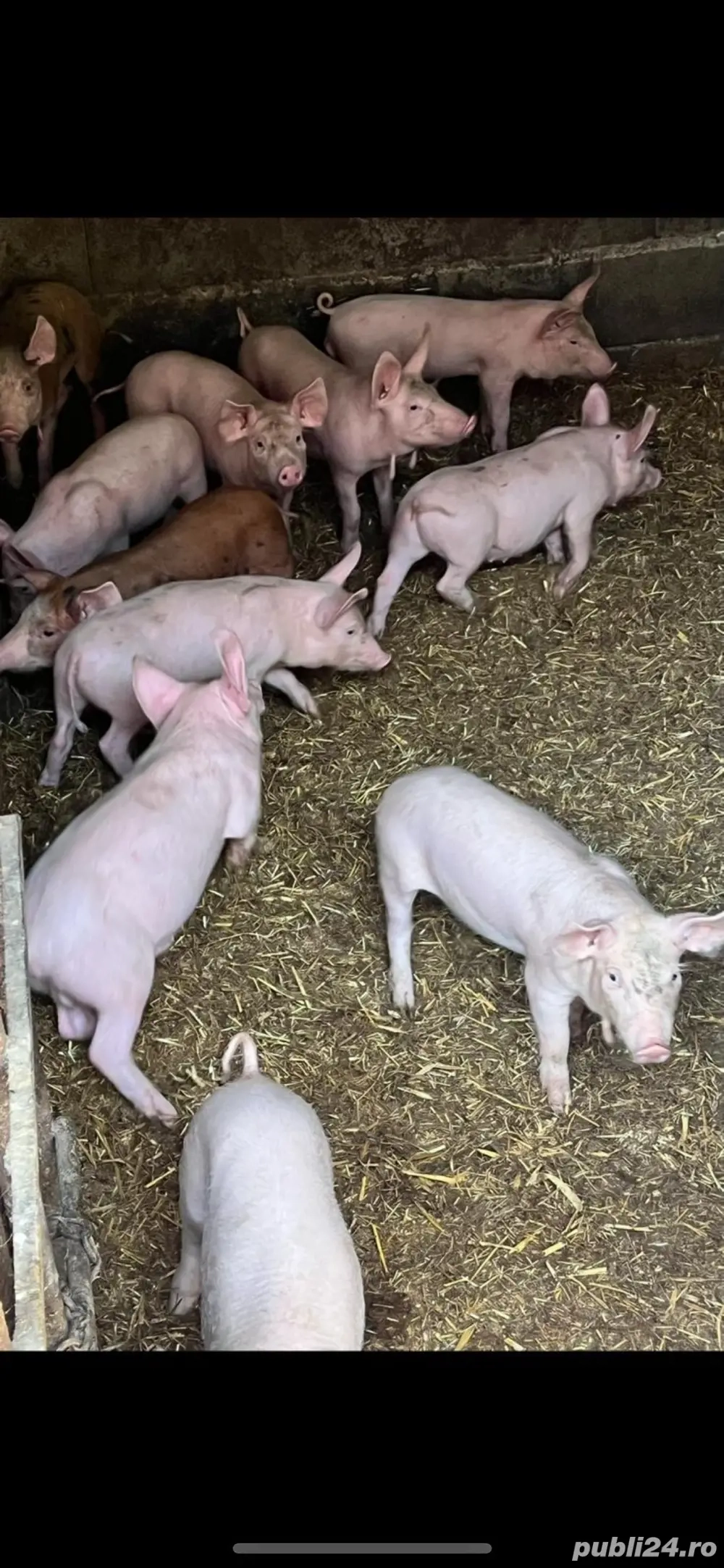 Vand porci bio 20-300kg 