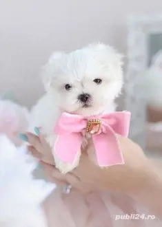 pui bichon maltese talie mini toy 