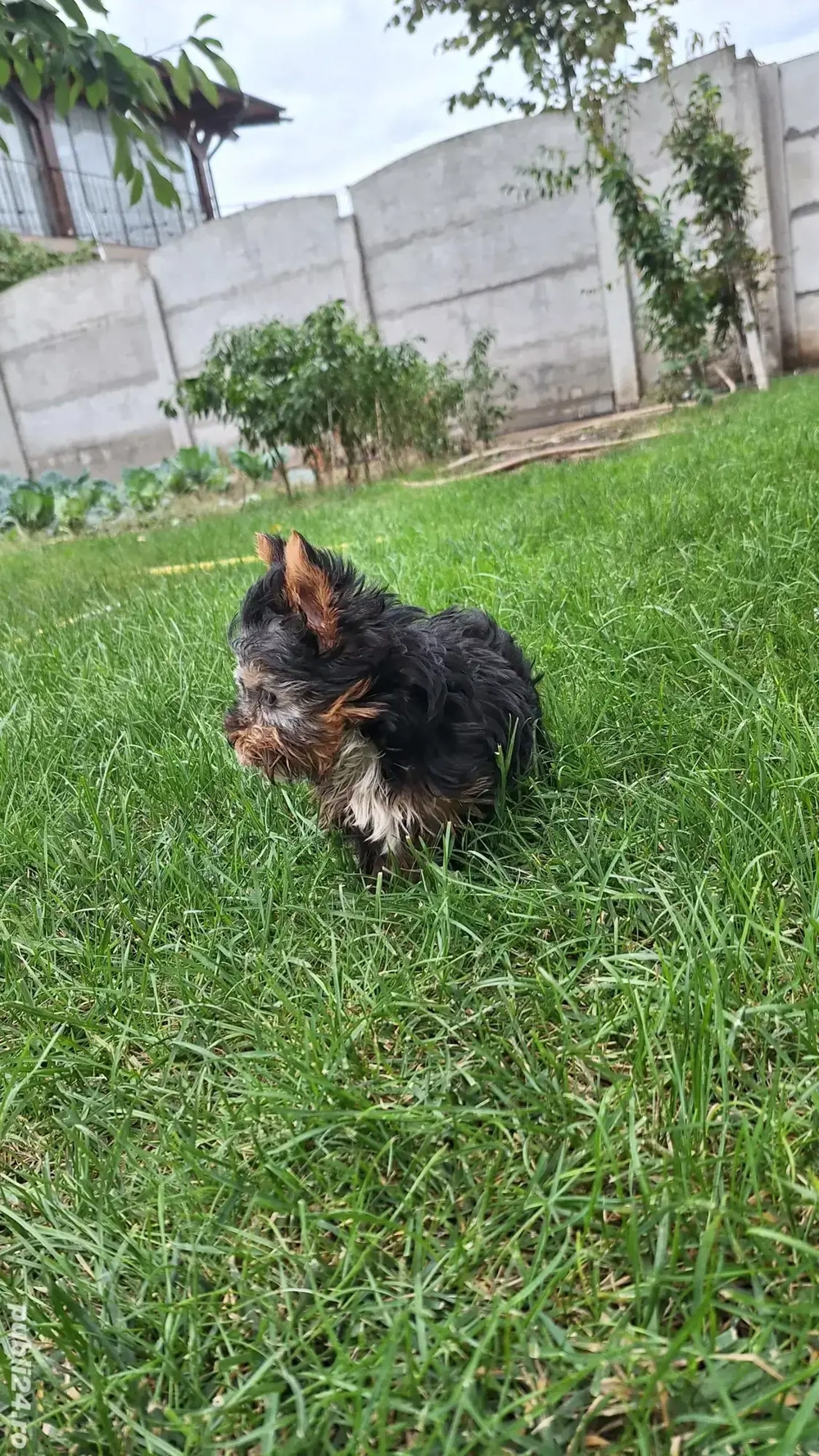 Yorkshire Terrier Toy de rasa pura cu vaccin și deparazitați și carnet. 